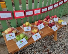 výstava odrůd jablek